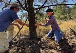 Scientists, including dendrochronologist Dr. Tamra Walter of Texas Tech, came out to retrieve samples from trees near the Glass Mountains to help estimate the age of the “Oldest House” in Fort Stockton. Photo Courtesy of Preservation Texas