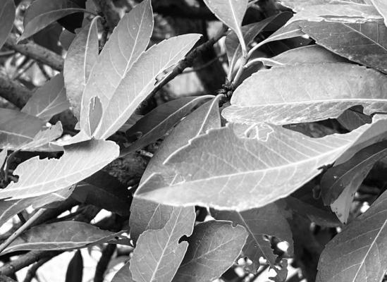 Majestic Beauty Indian hawthorne