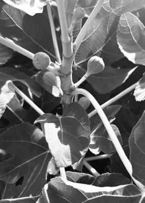 Vigorous vegetative growth can hamper fruit production