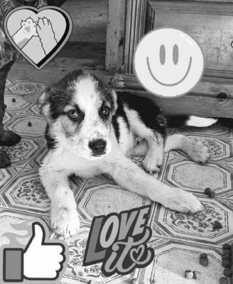 PET OF THE WEEK