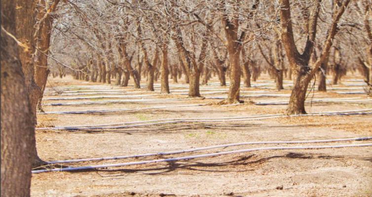 GROWING SEASON UNDERWAY AT BELDING FARMS