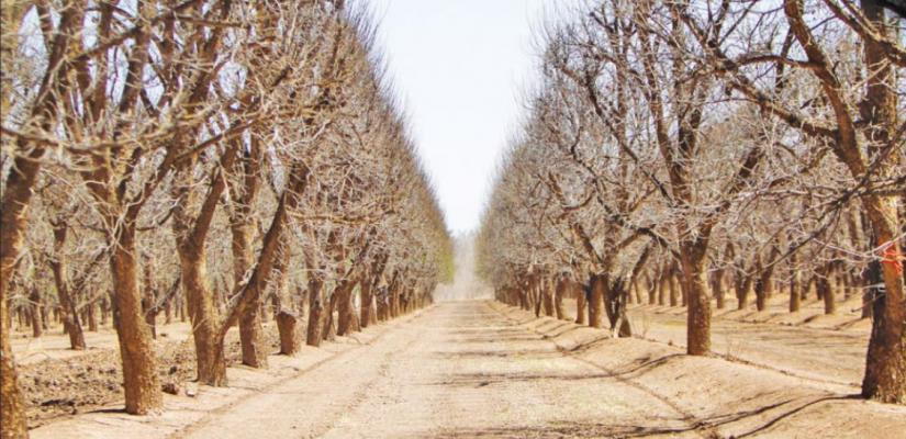 GROWING SEASON UNDERWAY AT BELDING FARMS