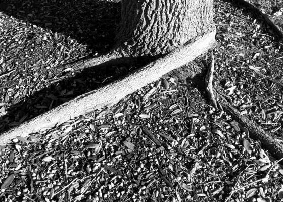 Girdling roots should be removed as soon as possible