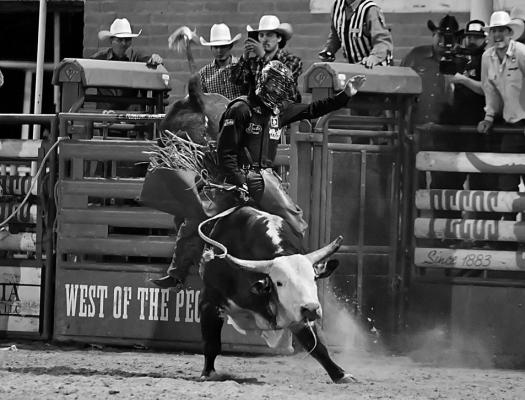Bull rider Dustin Boquet is a three-time NFR qualifier from Bourg, Louisiana, who will defend his Pecos title this year at the West of the Pecos Rodeo. Photo by Robby Freeman