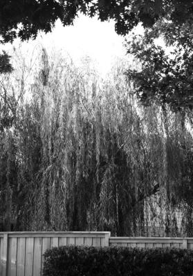 Cottonwood borers detrimental to willows