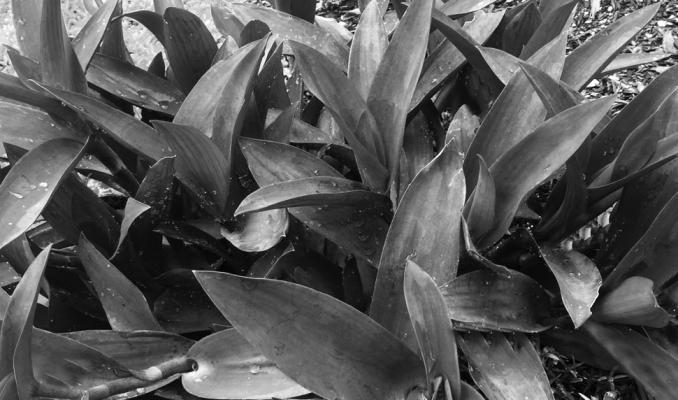 Don’t divide purplehearts, rather root new growth cuttings in spring