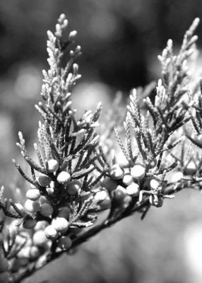 Removing male cedars won’t stop cedar allergies