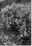 Frozen crape myrtles need high-nitrogen fertilizer