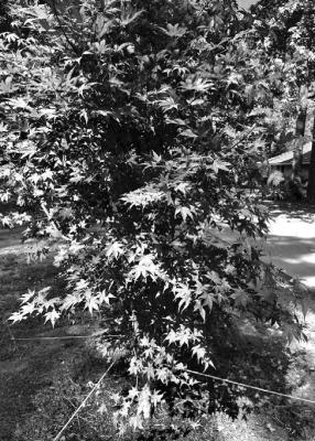 Shade and moisture are key to growing Japanese Maples in Texas