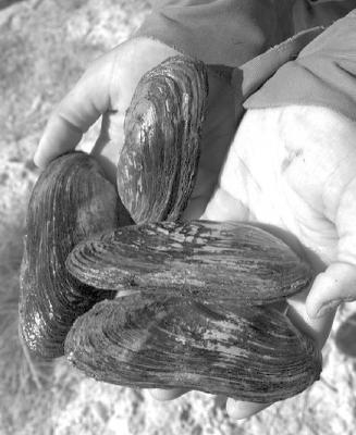 Texas Hornshell critical habitat proposed