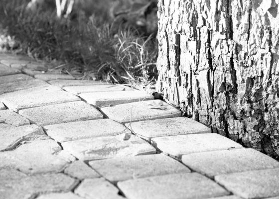 Pavers are preferable for root development