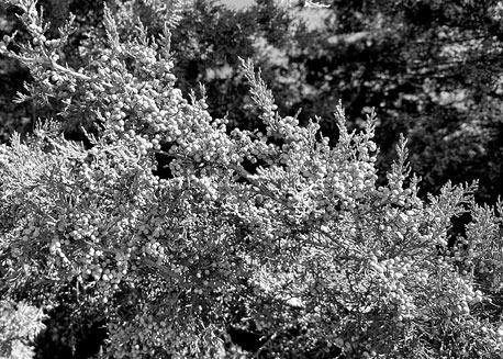 Cedar pollen is the likely allergy culprit