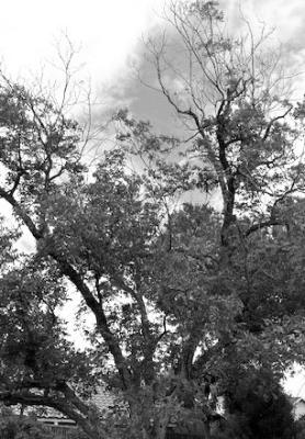 Dead pecan branches are heavy and damaging
