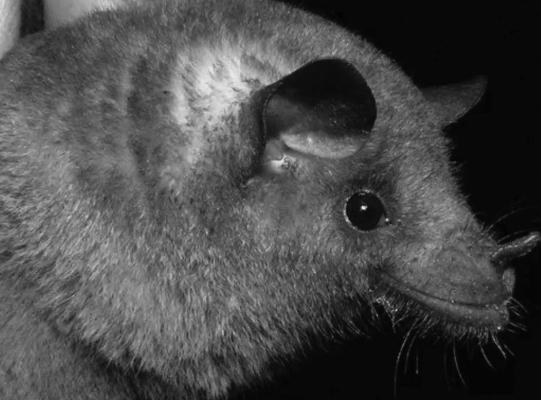 The Mexican Long-Nosed Bat seeks recovery in the Big Bend region, one of two known roosting areas in North America