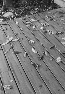 Leaf shed for magnolias common in spr