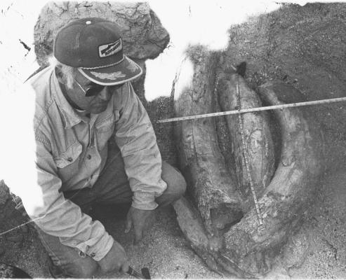 Dr. Frank Warnock with his mammoth tusks as they were excavated in Pecos County near San Pedro Springs. Courtesy Photos