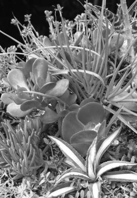 Clay pots, fi ne gravel- diluted organic potting mix, and half fertilizer best for small succulents