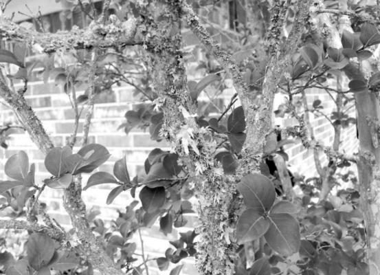 Lichen on crepe myrtle bark.