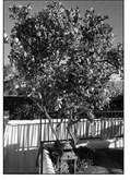 Meyer lemon trees require pots large enough to encourage growth