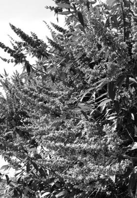 Lace Bugs and Effects on Blooming