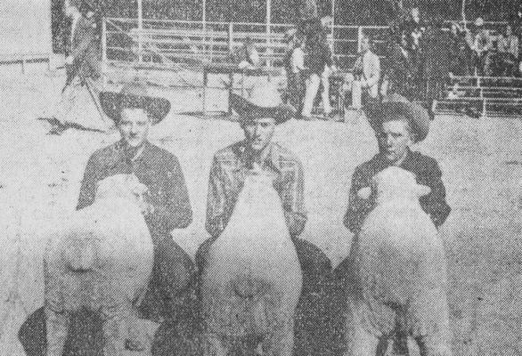 JANUARY 1955- STOCK SHOW SCENES- Pictures of the 1954 County Livestock Show events may have different characters this year, but many will depict similar scenes. The picture shows champion lambs of the 1954 county show, with Bruce Griffith and the grand champion. Dale Barthelemy of Imperial and the champion crossbred, and Clifton Grittman and his champion fine wool lamb.