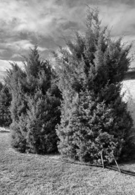 Be cautious when pruning cone-bearing plants