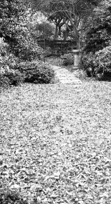 Fallen leaves can lead to lawn diseases, fire hazards