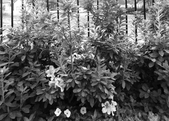 Azaleas for trimming