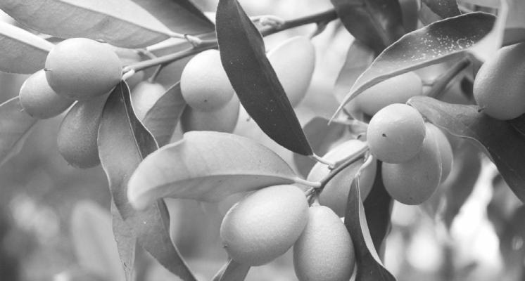 It’s still too early to search for some species of spring plants