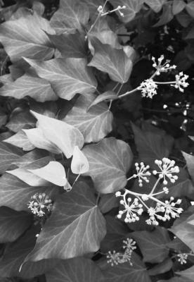 Devil’s ivy needs to grow vertically for large foliage