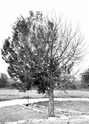 Cedar bark beetles, the scourge of trees