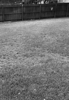 Heat tracking possibly a cause of your lawn woes