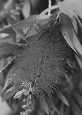 Subtropical plants need time to recover after diebacks