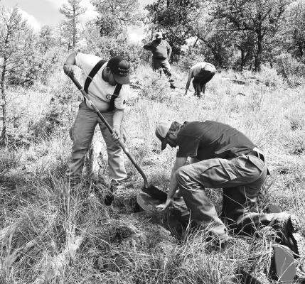 Cutline: Members of the Texas A&amp;M Forest Service plant new, seedling ponderosa pines at the Davis Mountains Preserve. Courtesy photo