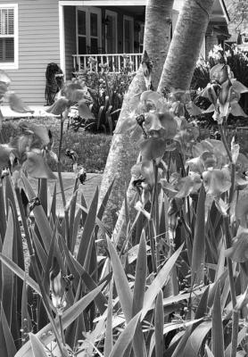 “I’ve got weeds and beds that have quit blooming, now what do I do?”