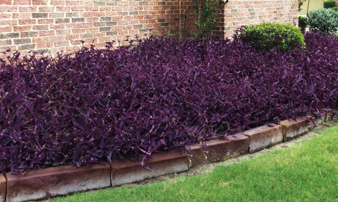 A lush bed of Purpleheart plants adds a vibrant splash of deep purple to the landscape, with striking foliage that thrives in the Texas heat.