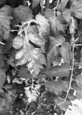 Tomato spider mites appear in