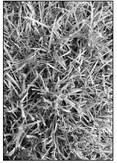 Specific herbicides help control nutsedge
