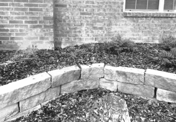 Hollies make attractive landscape additions