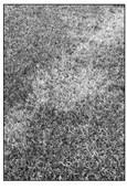 Azoxystrobin is recommended for patch diseases