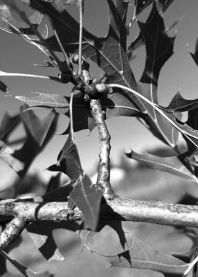 Galls are common in oak