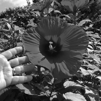 Hardy hibiscus will be red, pink, or white and will have matte leaf surfaces