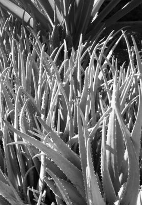 Reddish color on aloes means plants are likely rootbound