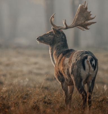Buck