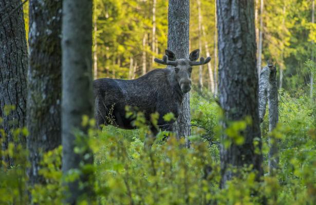 Black and Brown Deer