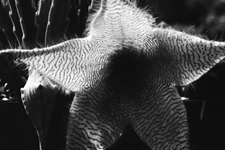 Stapelia gigantea and one of the fi rst plant photos Sperry ever took (1963)