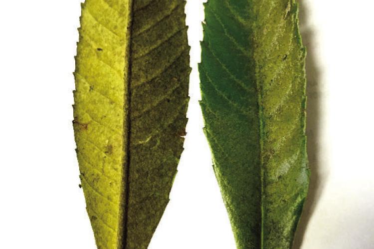 Fighting Loquat Tree Lace