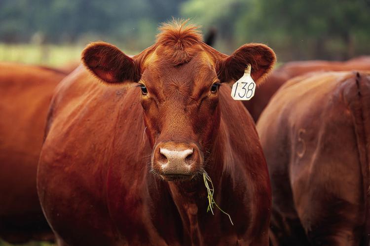 Beef cattle producers who find or suspect New World screwworm, NWS, now have a user-friendly resource to help guide their next steps in the process. Courtesy photo
