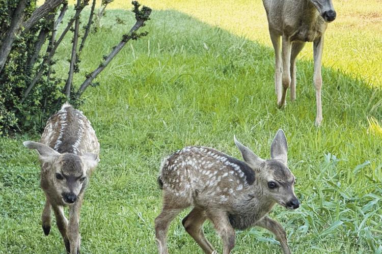 A doe shows off her twin fawns in Alpine resident Walter Frerck’s yard.