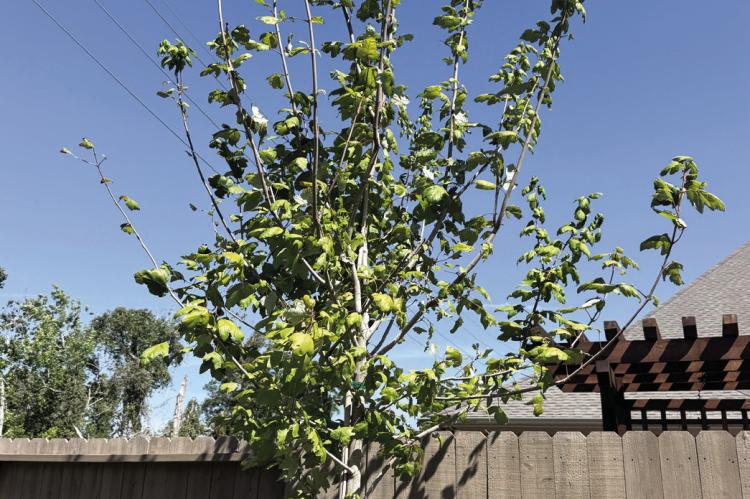 Red maple leaves show signs of stress and premature dropping, likely caused by inconsistent watering.